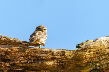 Little Owl (Athene noctua) standing on a tree branch, staring into camera, taken in England