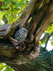 Little Owl (Athene noctua) emerging from it's hole in a tree, in England
