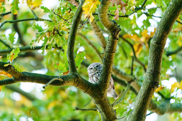 Little Owl (Athene noctua) staring into camera, taken in UK