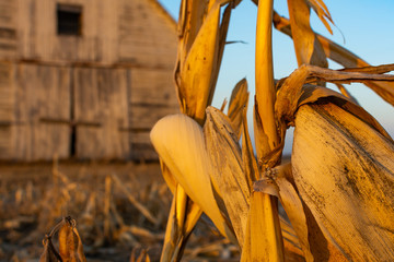 Sunset in the Midwest