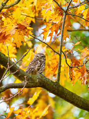 Little Owl (Athene noctua) surrounded by autumn leaves, looking to camera, in England