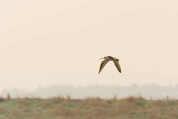 eurasian curlew (Numenius arquata) in flight, taken as RSPB Bowers Marsh