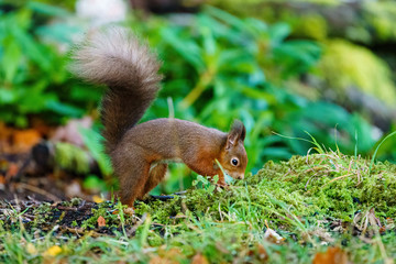 Naklejka na ściany i meble red squirrel (Sciurus vulgaris) foraging on the ground for food, taken in Scotland