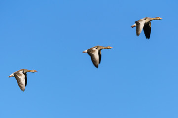 Three Greylag Goose (Anser anser) in flight against clear blue sky in England