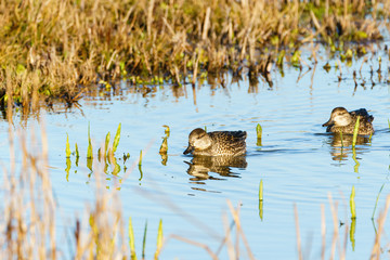 Female Eurasian Teal (Anas crecca) in the UK
