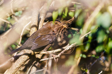 Blackbird (Turdus merula) taking materials to her nest, taken in the UK