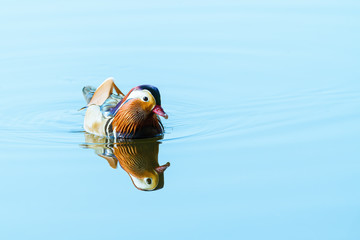 Mandarin Duck (Aix galericulata) on a still pond, taken in the UK