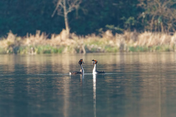 Great Crested Grebe (Podiceps cristatus) courting, taken in the