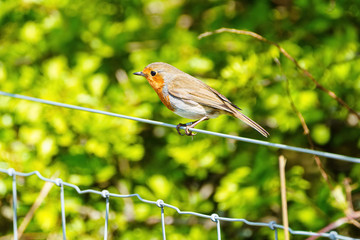 European Robin (Erithacus rubecula) perched on a wire fence in summer