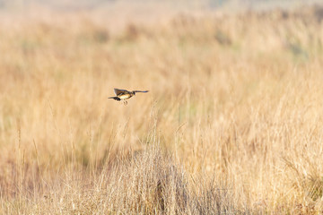 Obraz na płótnie Canvas Eurasian skylark (Alauda arvensis) coming in to land in some long grass, in Lincolnshire