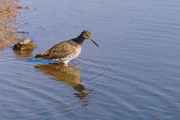 Redshank (Tringa totanus) wading through water, taken in the UK
