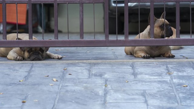 French bulldog lying at the fench.
