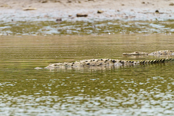 American Crocodile (Crocodylus acutus), taken in Costa Rica.
