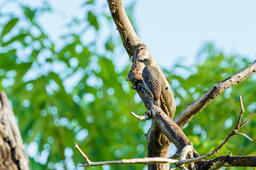 Hoffmann's Woodpecker (Melanerpes hoffmannii), taken in Costa Rica