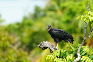Black Vulture (Aegypius monachus) in Costa Rica
