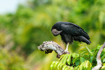 Black Vulture (Aegypius monachus) preening itself, taken in  Costa Rica
