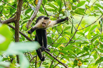capuchin monkey (Cebus capucinus) with a pensice look on it's face, taken in Costa Rica
