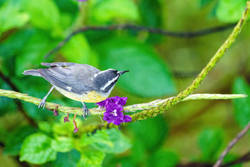 Bananaquit (Coereba flaveola) from above, taken in Costa Rica