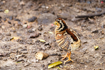 Great Curassow (Crax rubra) chick, taken in Costa Rica