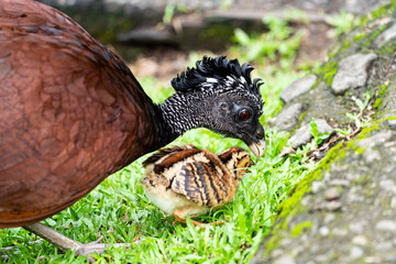 Great Curassow (Crax rubra) female with chick, taken in Costa Rica