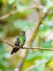 Rufous-Tailed Hummingbird (Amazilia tzacatl) looking skyward, taken in Costa Ric