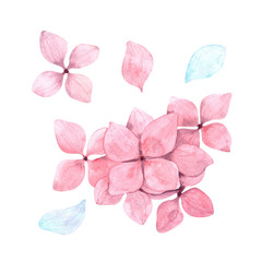 Watercolor flowers of pink hydrangea in composition and separately with pink and blue petals for decoration and design of printing, textiles, cards, clothes, paper and any ideas