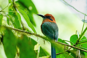 Broad-billed Motmot (Electron platyrhynchum) in deep jungle in Costa Rica