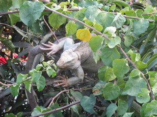 Iguana Guane