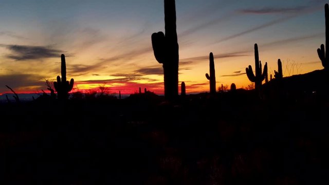 Pan of Arizona Sonoran Desert Sunset with Silhouette of Saguaro Cacti