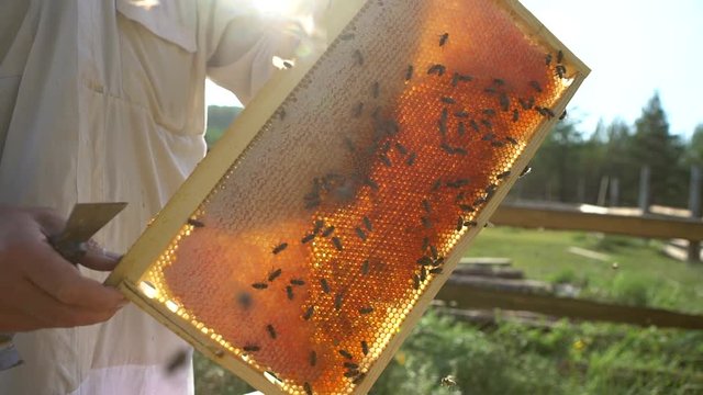 beekeeper working on a farm