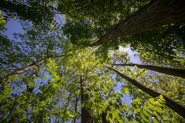 Trees above
