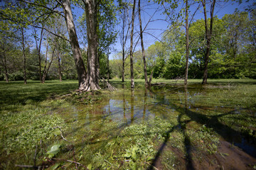 Fototapeta na wymiar Swampy Pond