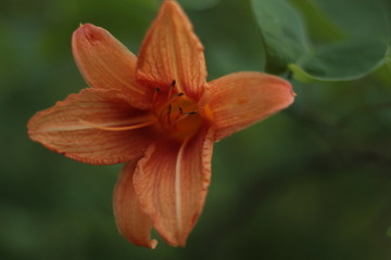 Fototapeta premium Orange Lily