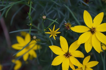 yellow flowers with pointy petals in the grass