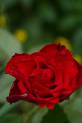 single red flower in nature blooming in spring