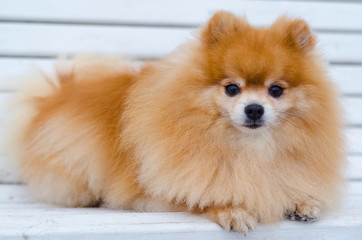 Fluffy red-haired, ginger Pomeranian spitz performs the command to lie. dog training, obedience. pet styling, grooming salon. veterinary science