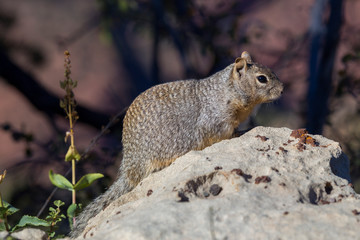 Rock squirrel (Otospermophilus variegatus), Grand Canyon Village, Arizona, USA