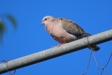 bird of prey