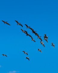 Flock of pelicans in a flying formation