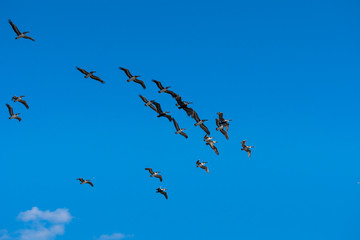 Flock of pelicans in a flying formation