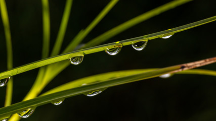 GOTA 