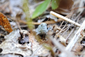 Grasshopper in leaves and pine needles in North American forest underbrush. Summer 2019.