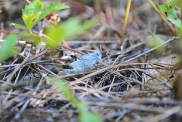 Grasshopper in leaves and pine needles in North American forest underbrush. Summer 2019.