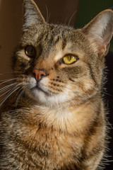 Indoor striped cat in the sun looking off to the side.