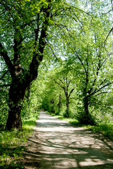 Alley with green trees on a sunny summer day. Forest, rural dirt road.