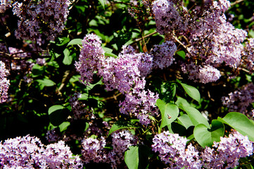 Blooming lilac bush. Bunches of lilac flowers, spring natural background, close-up