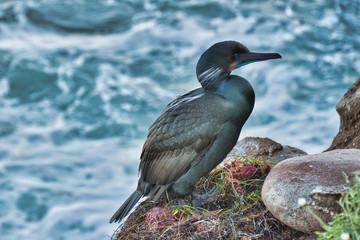 2020-01-03 A LONE BRANDTS CORMORANT ON A NEST IN LA JOLLA CALIFORNIA 1