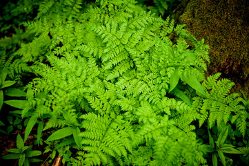 Lush green fern leaves in the forest. Close-up, summer natural background.