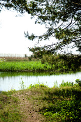 Forest landscape, river and sand path in the forest. The shore of the forest river, lake. Summer sunny day.