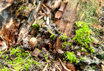 small inedible mushrooms, toadstools in the moss in the autumn forest close-up